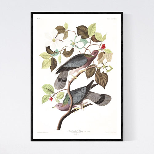 Band-Tailed Pigeon Print by John Audubon