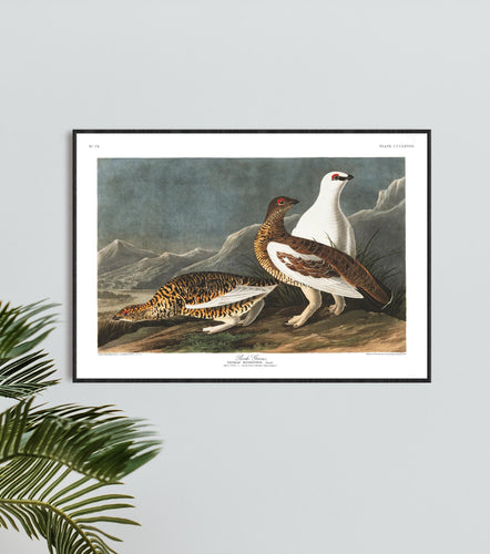 Rock Grous Print by John Audubon