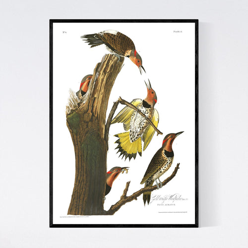 Gold-Winged Woodpecker Print by John Audubon