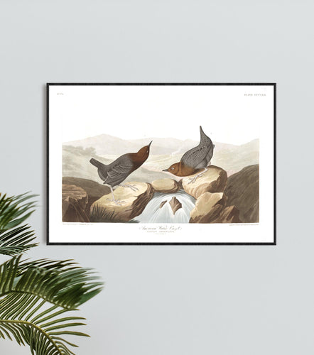 American Water Ouzel Print by John Audubon