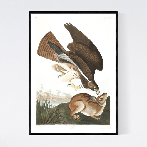 Common Buzzard Print by John Audubon