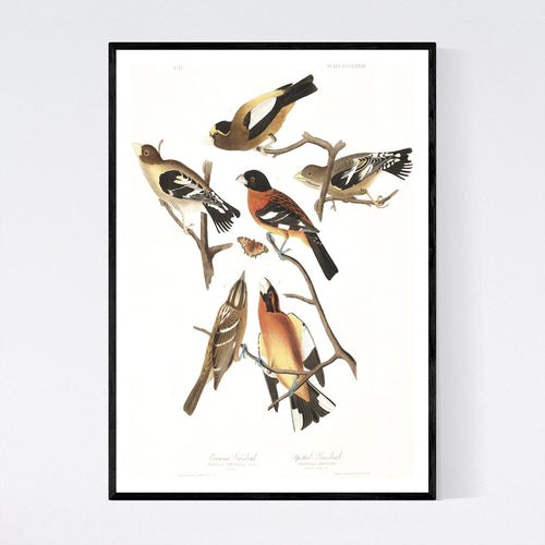 Evening Grosbeak and Spotted Grosbeak Print by John Audubon