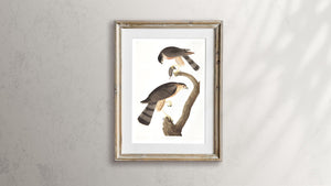 Sharp-Shinned Hawk Print by John Audubon