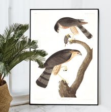 Load image into Gallery viewer, Sharp-Shinned Hawk Print by John Audubon