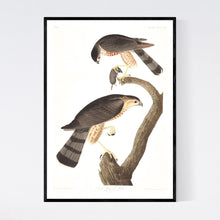 Load image into Gallery viewer, Sharp-Shinned Hawk Print by John Audubon