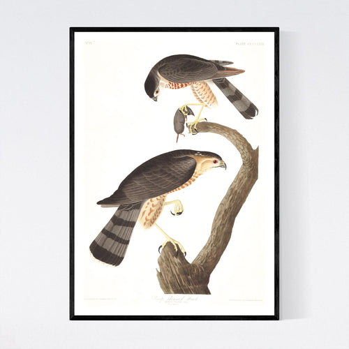 Sharp-Shinned Hawk Print by John Audubon