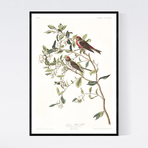 Lesser Red-Poll Print by John Audubon