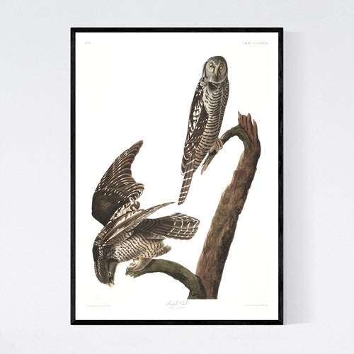 Hawk Owl Print by John Audubon