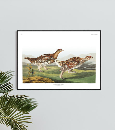 Sharp-Tailed Grous Print by John Audubon