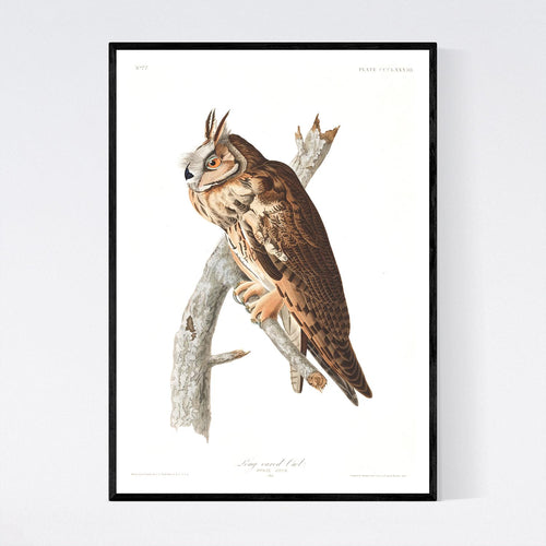 Long-Eared Owl Print by John Audubon