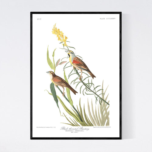 Black-Throated Bunting Print by John Audubon