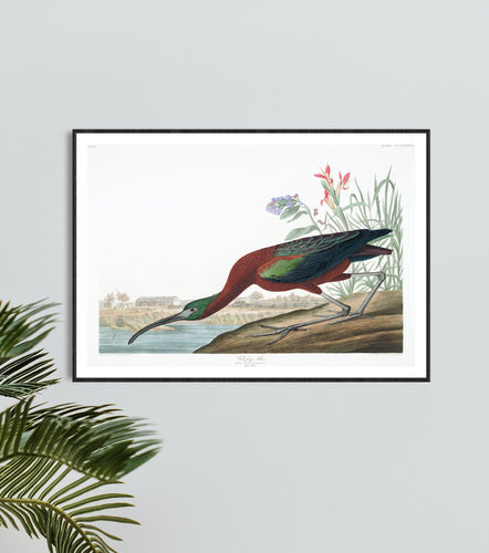 Glossy Ibis Print by John Audubon