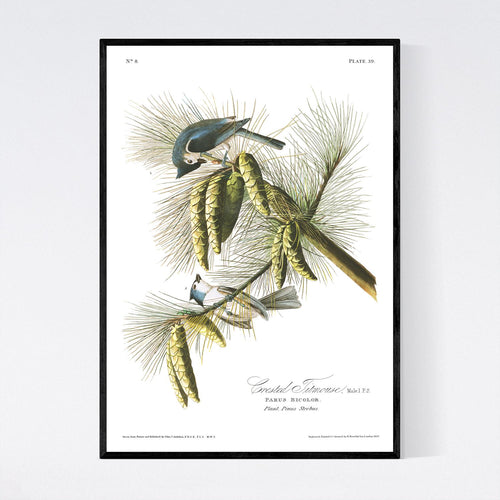 Crested Titmouse Print by John Audubon