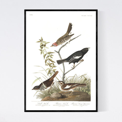 Lark Finch Prarie Finch and Brown Long Sparrow Print by John Audubon