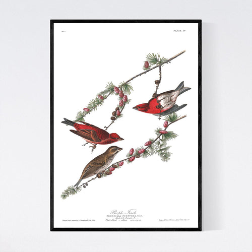 Purple Finch Print by John Audubon