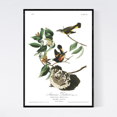 American Redstart Print by John Audubon