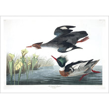 Load image into Gallery viewer, Red-Breasted Merganser Print by John Audubon