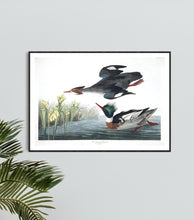 Load image into Gallery viewer, Red-Breasted Merganser Print by John Audubon