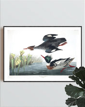 Load image into Gallery viewer, Red-Breasted Merganser Print by John Audubon