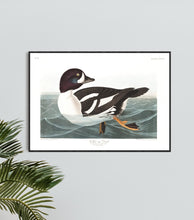 Load image into Gallery viewer, Golden-Eye Duck Print by John Audubon