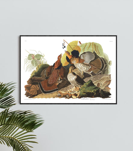 Ruffed Grous Print by John Audubon