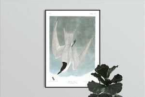 Marsh Tern Print by John Audubon