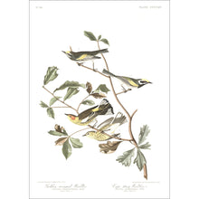 Load image into Gallery viewer, Golden-Winged Warbler and Cape May Warbler Print by John Audubon