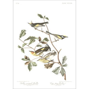 Golden-Winged Warbler and Cape May Warbler Print by John Audubon