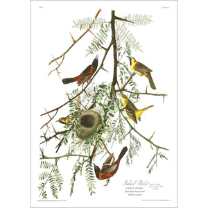 Orchard Oriole Print by John Audubon