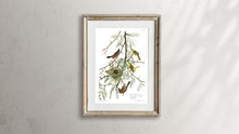 Load image into Gallery viewer, Orchard Oriole Print by John Audubon