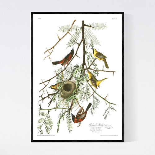 Orchard Oriole Print by John Audubon