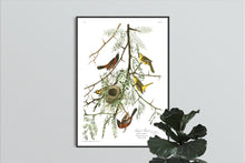 Load image into Gallery viewer, Orchard Oriole Print by John Audubon