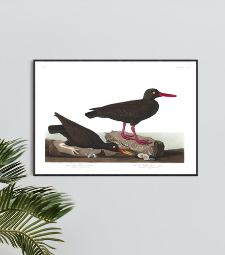 White-Legged Oyster Catcher and Slender-Billed Oyster Catcher Print by John Audubon