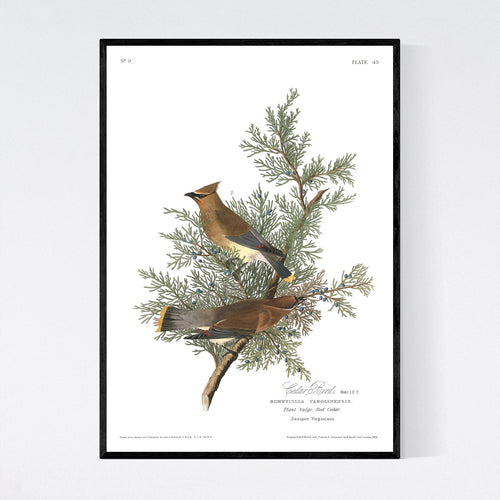 Cedar Bird Print by John Audubon