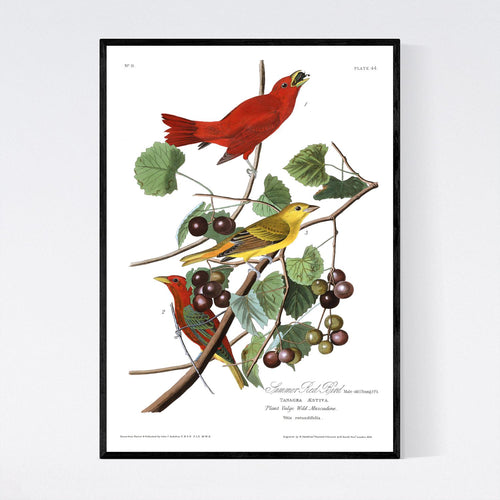 Summer Red Bird Print by John Audubon