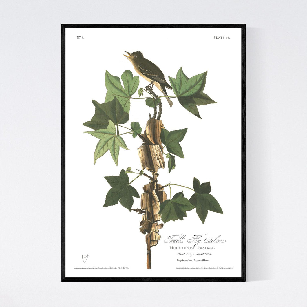 Traill's Flycatcher Print by John Audubon