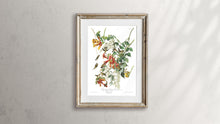 Load image into Gallery viewer, Ruby-Throated Humming Bird Print by John Audubon