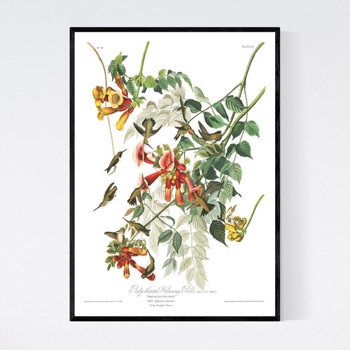 Ruby-Throated Humming Bird Print by John Audubon