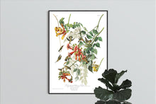 Load image into Gallery viewer, Ruby-Throated Humming Bird Print by John Audubon