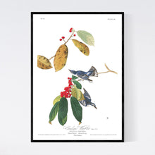 Load image into Gallery viewer, Cerulean Warbler Print by John Audubon