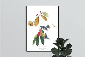 Cerulean Warbler Print by John Audubon