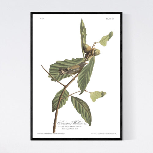 Swainson's Warbler Print by John Audubon