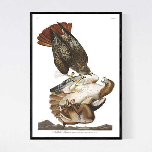 Red-Tailed Hawk Print by John Audubon