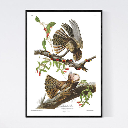 Chuck-Will's Widow Print by John Audubon