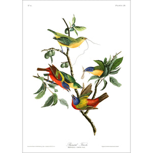 Painted Finch Print by John Audubon