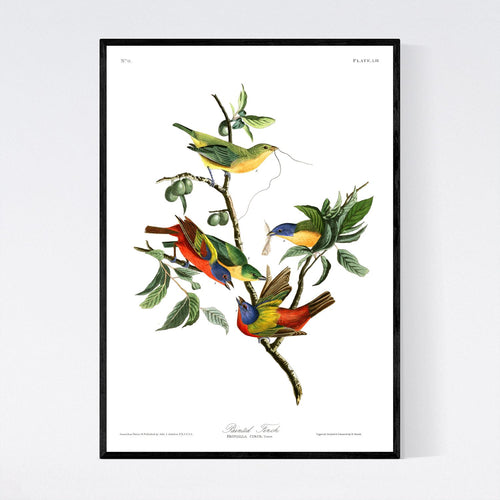 Painted Finch Print by John Audubon