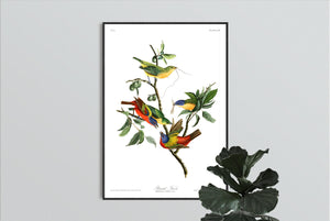 Painted Finch Print by John Audubon