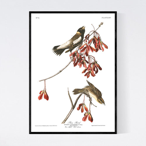 Rice Bird Print by John Audubon