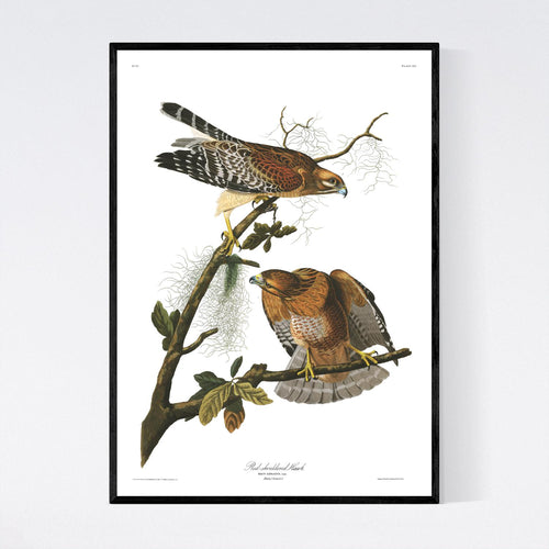 Red-Sholdered Hawk Print by John Audubon