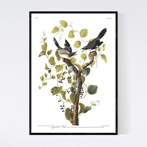 Loggerhead Shrike Print by John Audubon